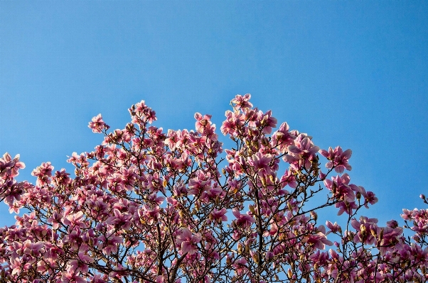 Landschaft baum zweig blüte Foto