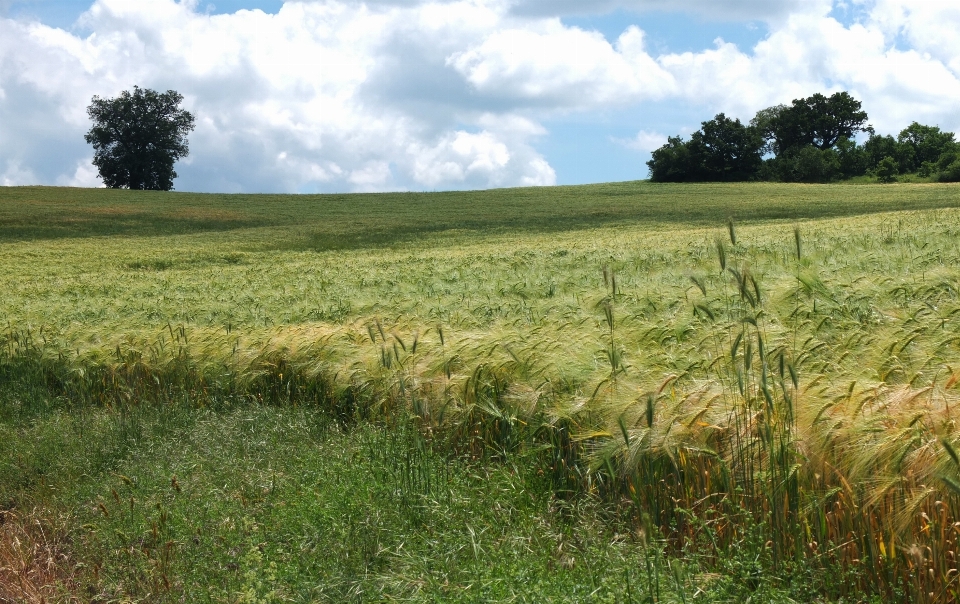 Natur gras sumpf
 anlage