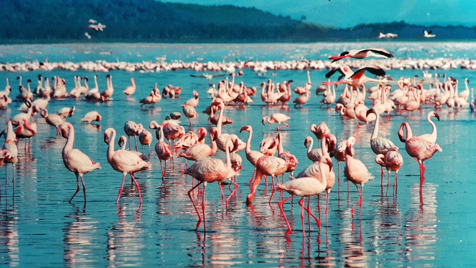 Acqua natura uccello animale