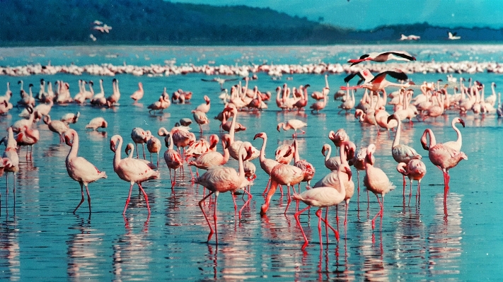 Foto Agua naturaleza pájaro animal