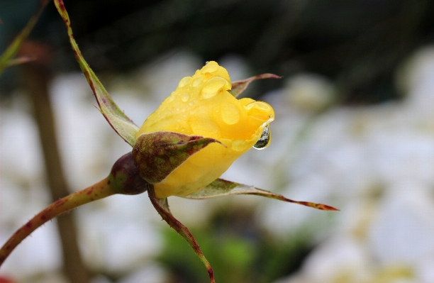 自然 ブランチ 花 植物 写真