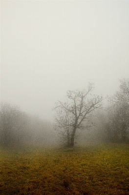 Foto Albero natura foresta erba