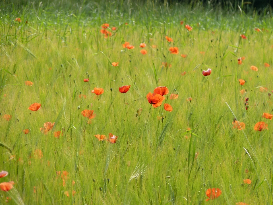 Nature grass blossom plant