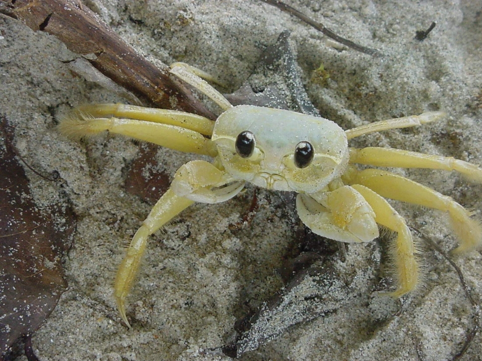 Beach white food biology