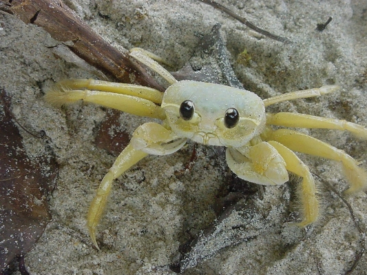 Beach white food biology Photo