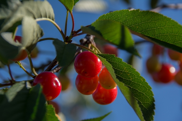 Tree branch plant fruit Photo