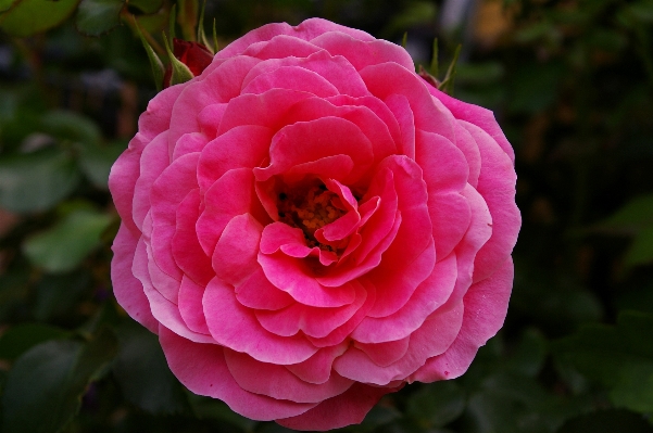 Nature blossom prickly plant Photo