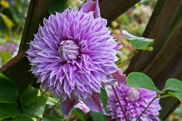 Landscape nature blossom plant Photo