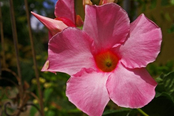 Blossom plant flower petal Photo