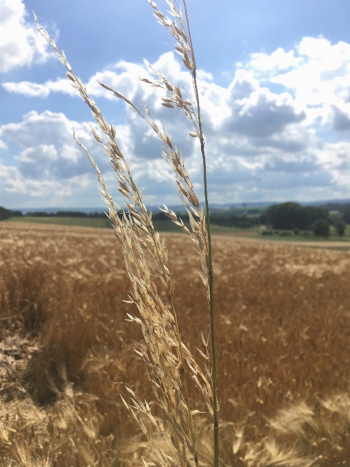 Landschaft baum natur gras