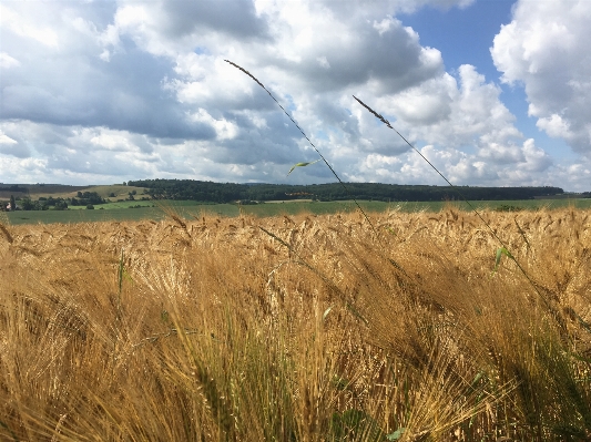 Landscape nature grass horizon Photo