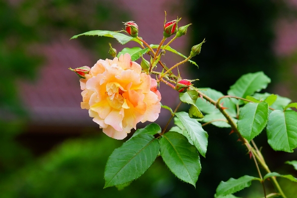 Nature branch blossom plant Photo