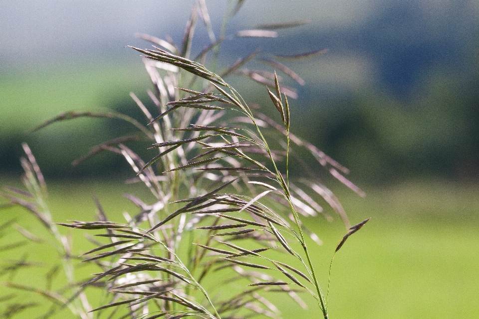 Landschaft baum natur gras