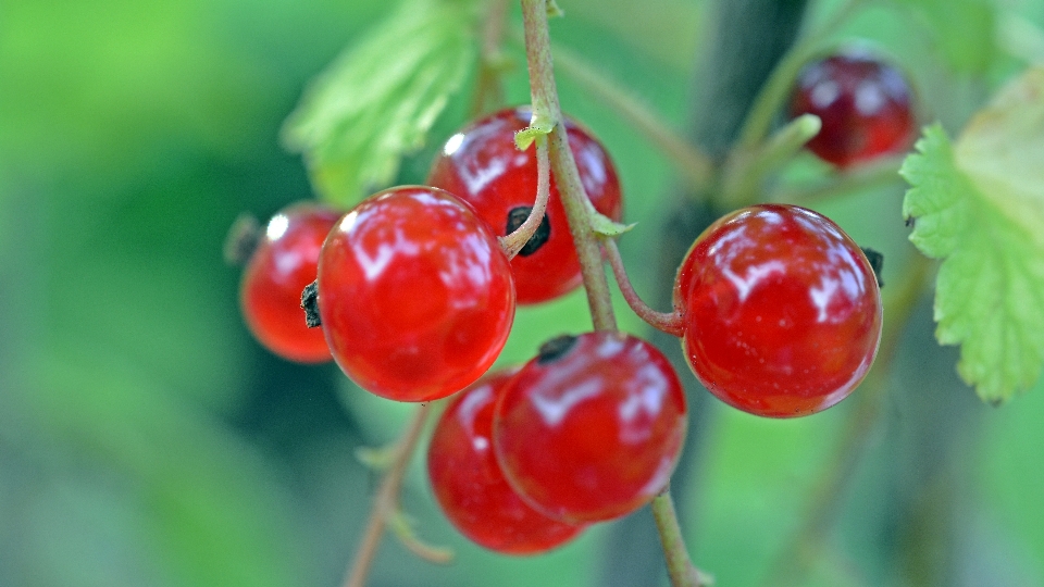 Plantar fruta baga flor