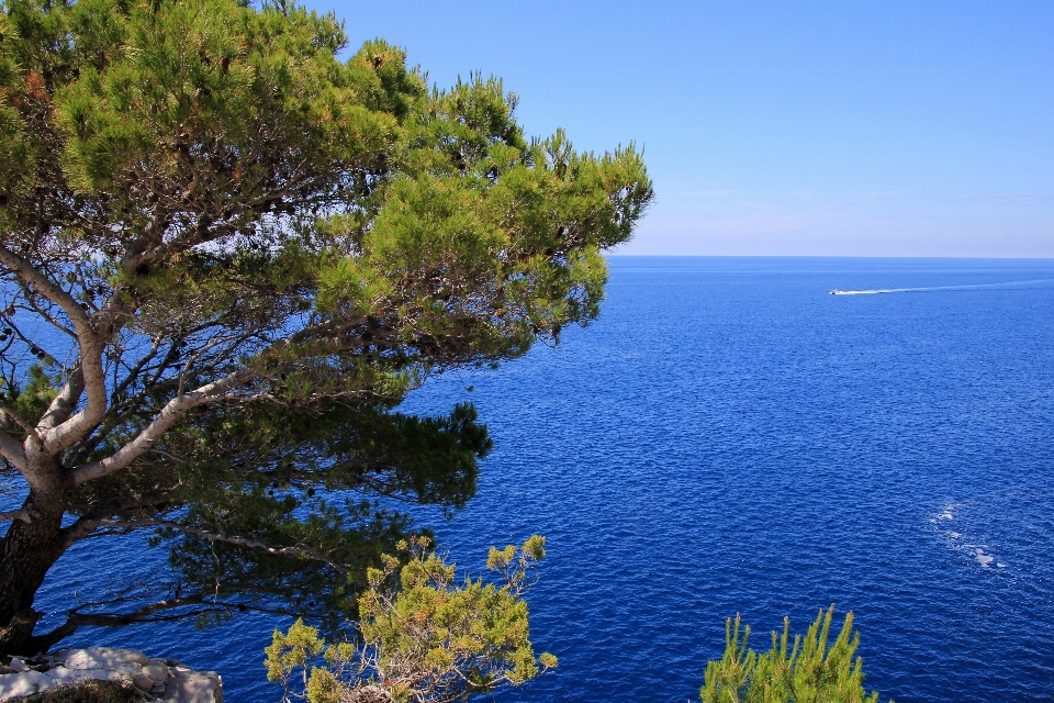 Sea coast tree water