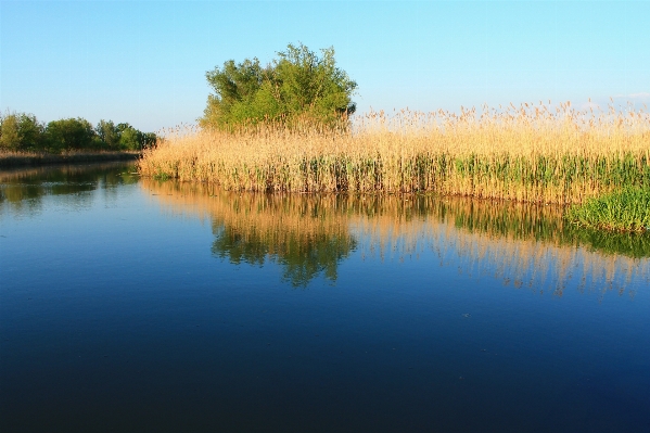 Landscape tree water nature Photo