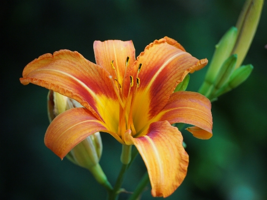 Foto Fiore pianta foglia petalo