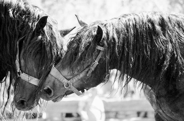 Foto Bianco e nero
 fotografia cavallo mammifero