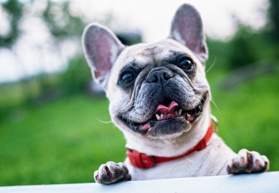 Nature dog summer portrait