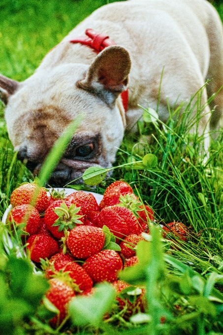 Natura trawa zakład jagoda