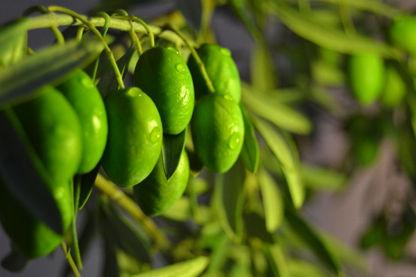 Branch plant fruit flower Photo