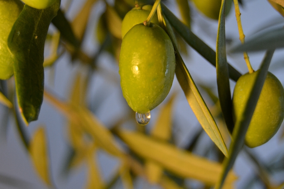 Branch plant fruit leaf