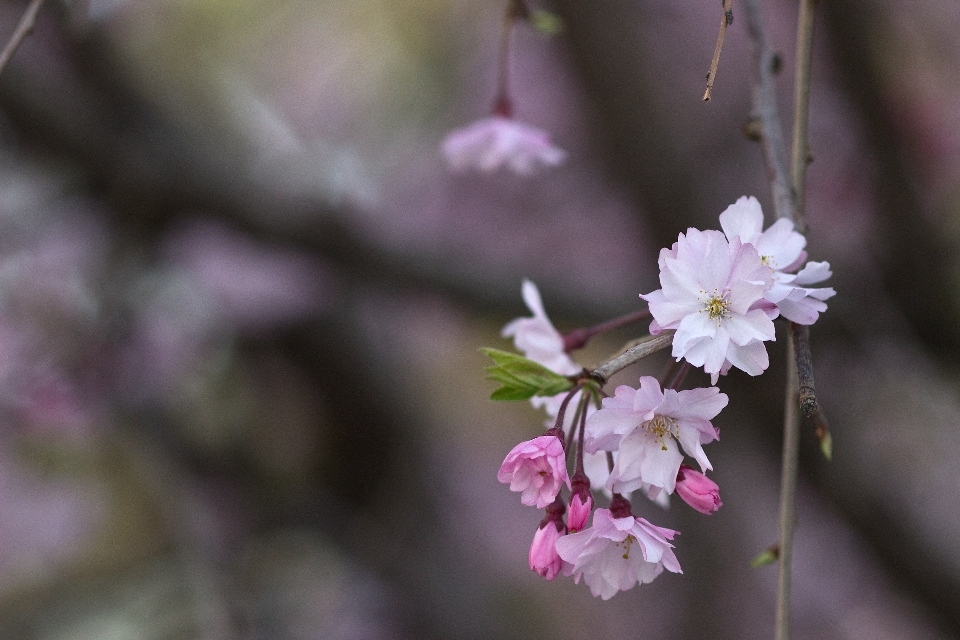 Zweig blüte anlage blatt