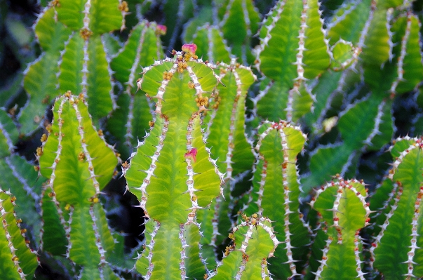 Plant leaf flower green Photo