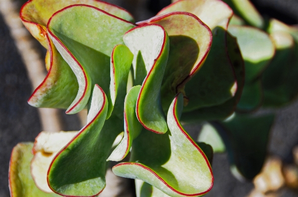 Branch plant leaf flower Photo