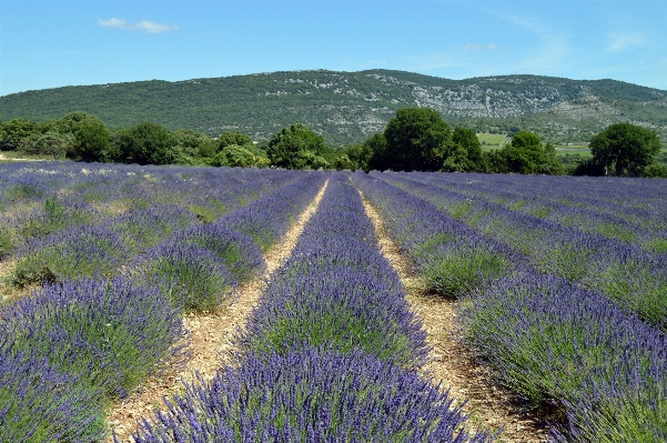 Landscape nature plant field Photo