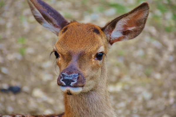 Nature forest cute wildlife Photo