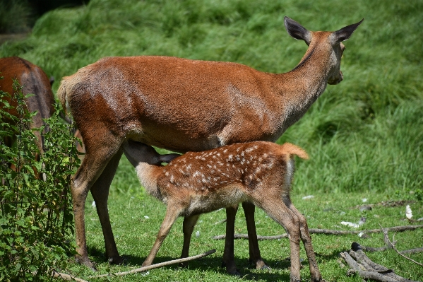 Nature forest meadow cute Photo