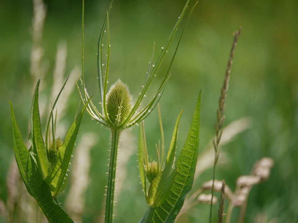 Natureza grama florescer espinhoso
