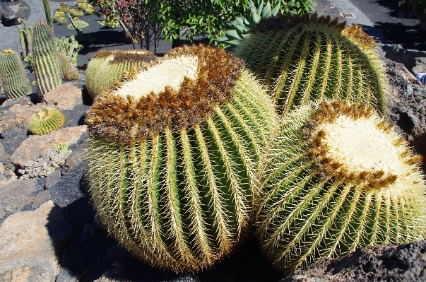 Foto Natureza cacto
 plantar flor