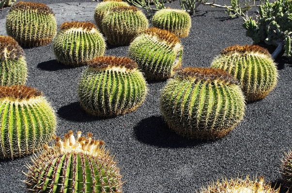 Foto Natureza cacto
 plantar flor