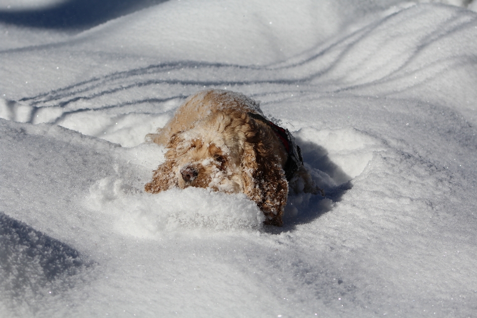 自然 雪 冬天 白色的