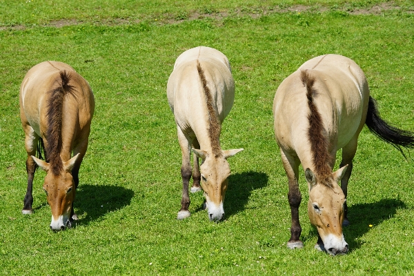 Grass meadow prairie wildlife Photo