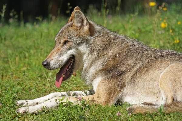 Foto Margasatwa mamalia serigala predator