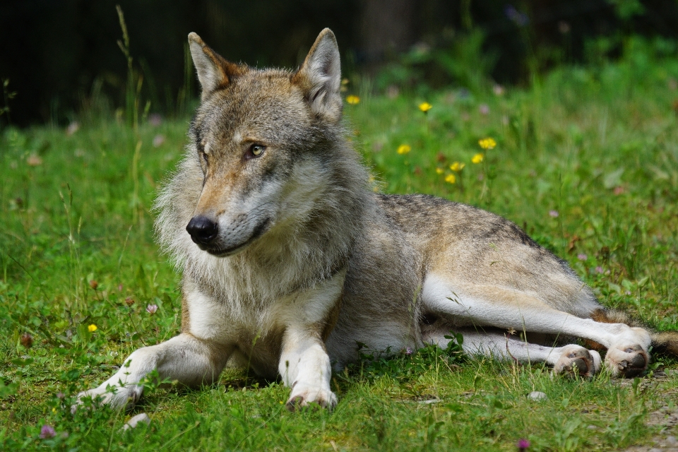 Animais selvagens mamífero lobo predador