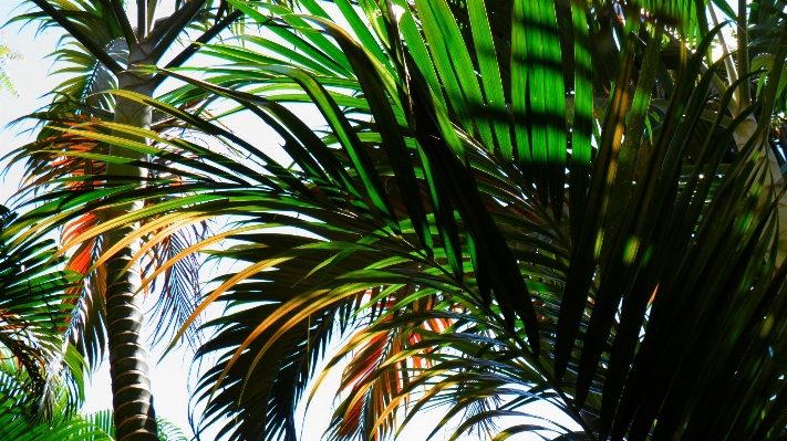 Beach tree nature grass Photo