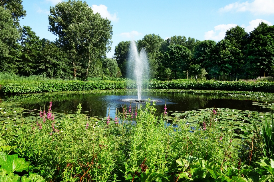 Baum wasser wald wiese
