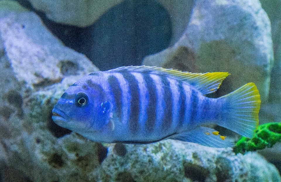 Sous-marin la biologie bleu poisson