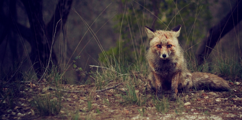 Foto All'aperto animale animali selvatici mammifero