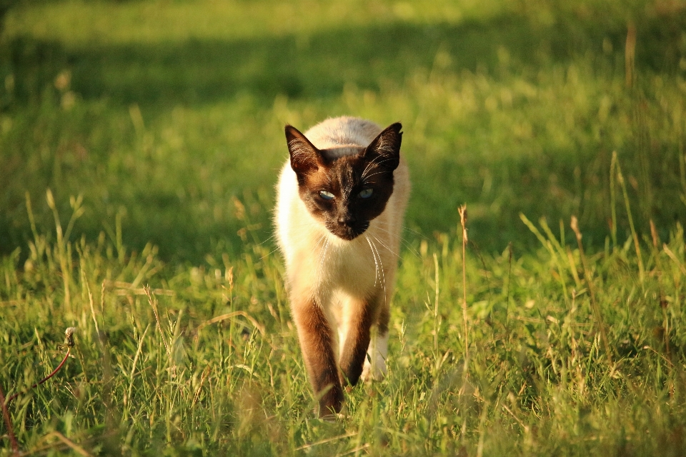 草 野生动物 小猫 猫