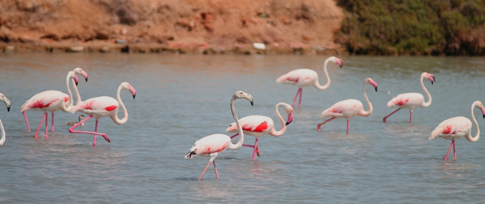 Foto Pássaro bico fauna pássaros