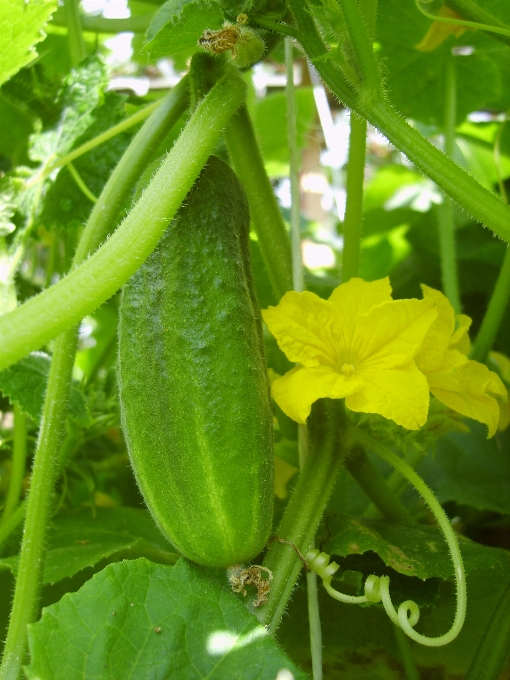 Anlage blume essen grün