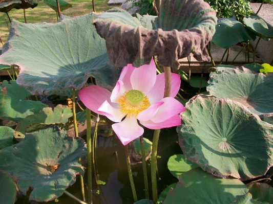 Water nature plant leaf Photo