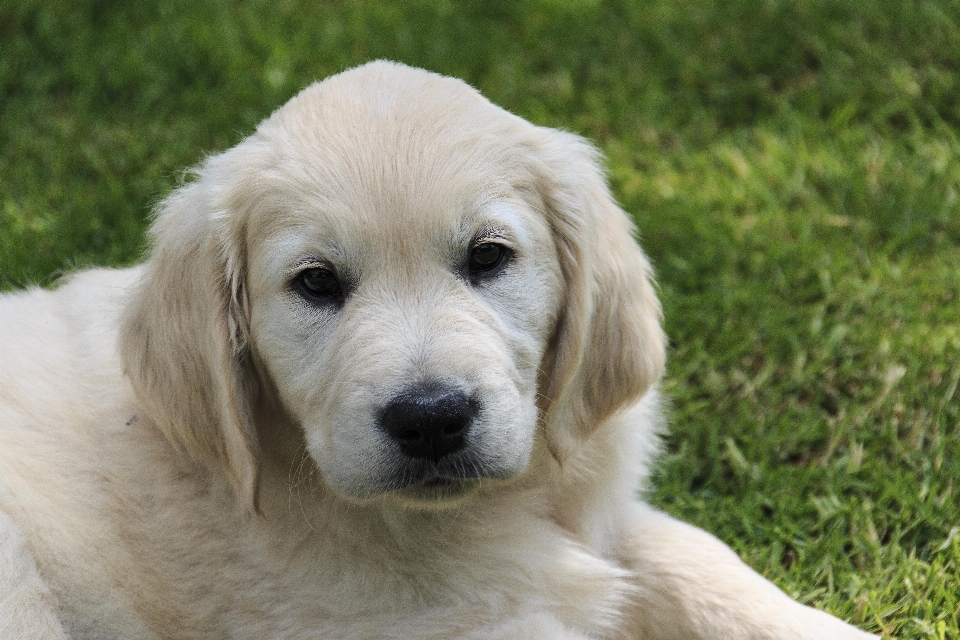 Köpek yavrusu sevimli evcil hayvan