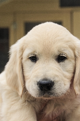 Puppy dog cute golden Photo