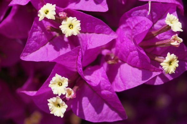 Nature outdoor blossom plant Photo